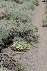 Sierra linanthus (Leptosiphon pachyphyllus)