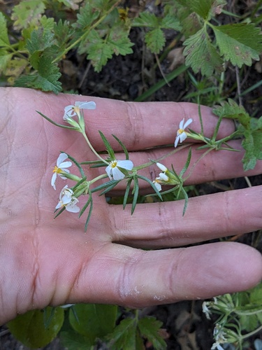 Sierra linanthus (Leptosiphon pachyphyllus)