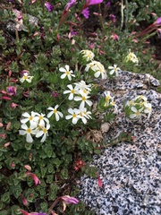 Sierra linanthus (Leptosiphon pachyphyllus)
