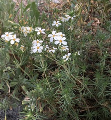 Sierra linanthus (Leptosiphon pachyphyllus)