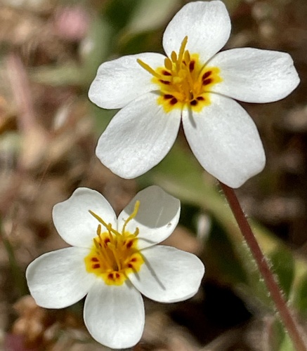 Variable linanthus (Leptosiphon parviflorus)