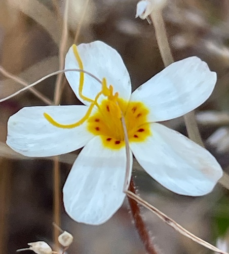 Variable linanthus (Leptosiphon parviflorus)