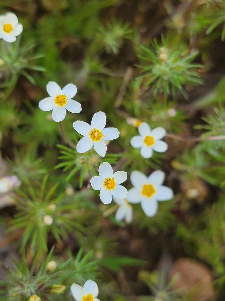 Variable linanthus (Leptosiphon parviflorus)