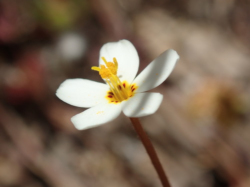 Variable linanthus (Leptosiphon parviflorus)