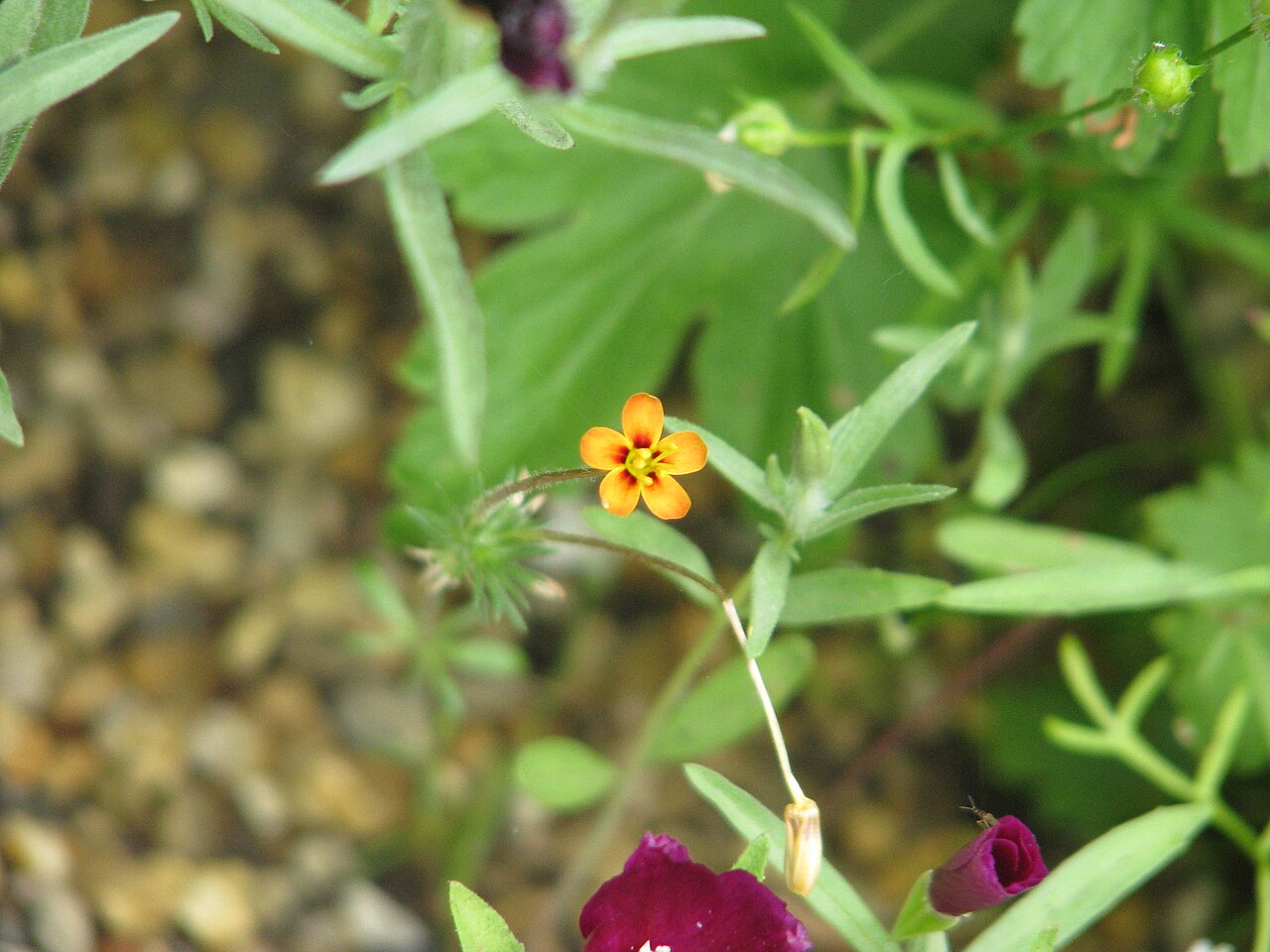 Variable linanthus: It says " Leptosiphon parviflorus orange"