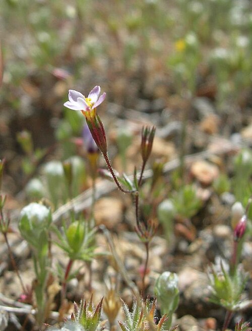 Pygmy linanthus: Linanthus pygmaeus syn. Leptosiphon pygmaeus , Tehachapi Mountains, Kern County, California, USA.