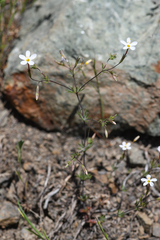 Rattan's linanthus (Leptosiphon rattanii)