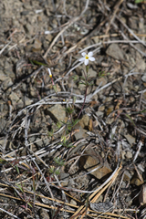 Rattan's linanthus (Leptosiphon rattanii)