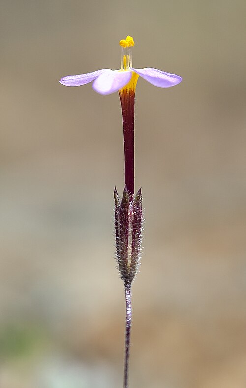 Rattan's linanthus: Leptosiphon rattanii (Rattan's linanthus). On Etsel Ridge, Mendocino County, California.
