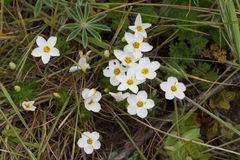 Rose linanthus (Leptosiphon rosaceus)