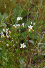 Rose linanthus (Leptosiphon rosaceus)