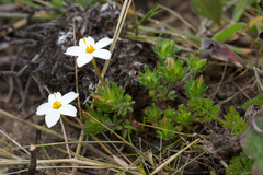 Rose linanthus (Leptosiphon rosaceus)
