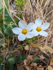 Rose linanthus (Leptosiphon rosaceus)