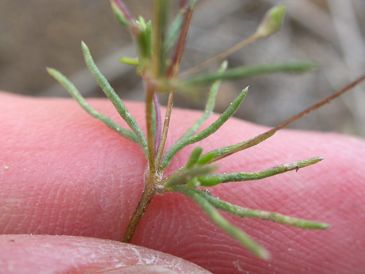 Northern linanthus: opposite palmatifid leaves, leaf segments linear or very slender