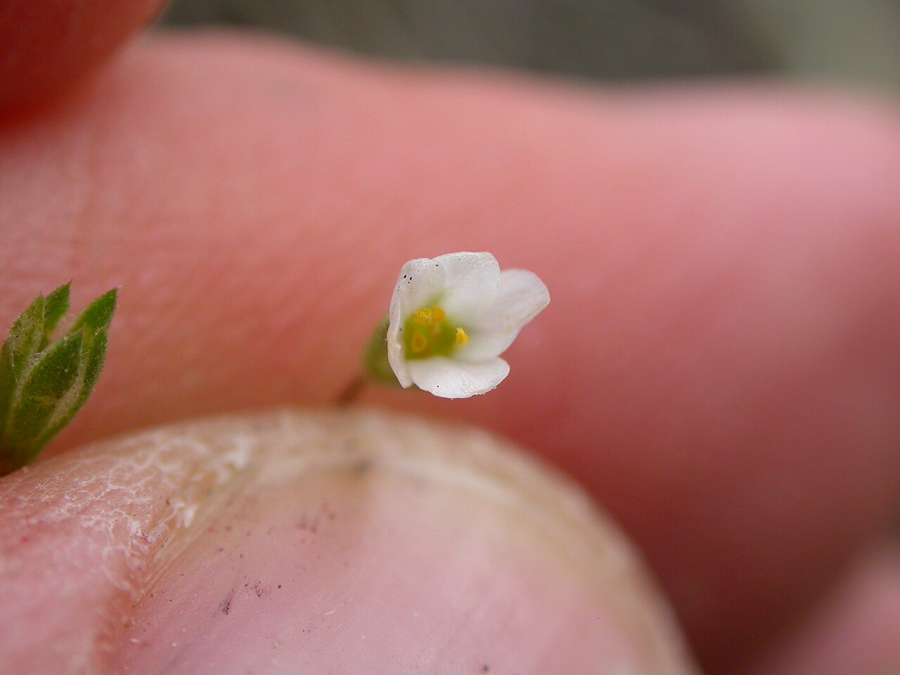 Northern linanthus: white petals