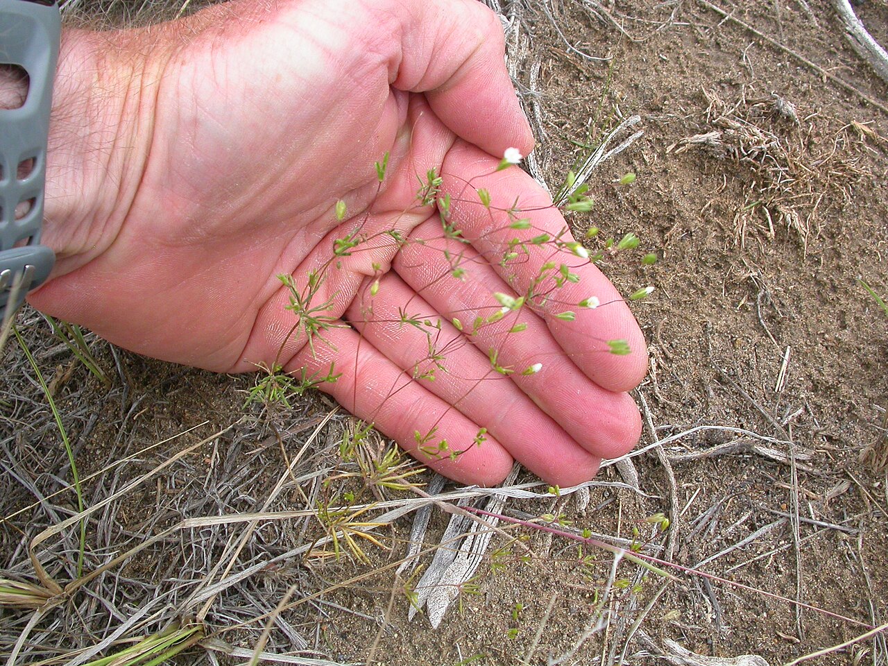 Northern linanthus: a nearly inconspiuous annual with diffuse capillary branches