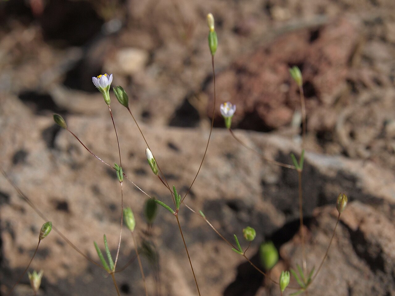 Northern linanthus: northern whiskerbrush, Leptosiphon septentrionalis, Nevada, White Mountains, Montgomery Pass, Columbus Salt Marsh drainage, elevation 2423 m (7950 ft). This ann