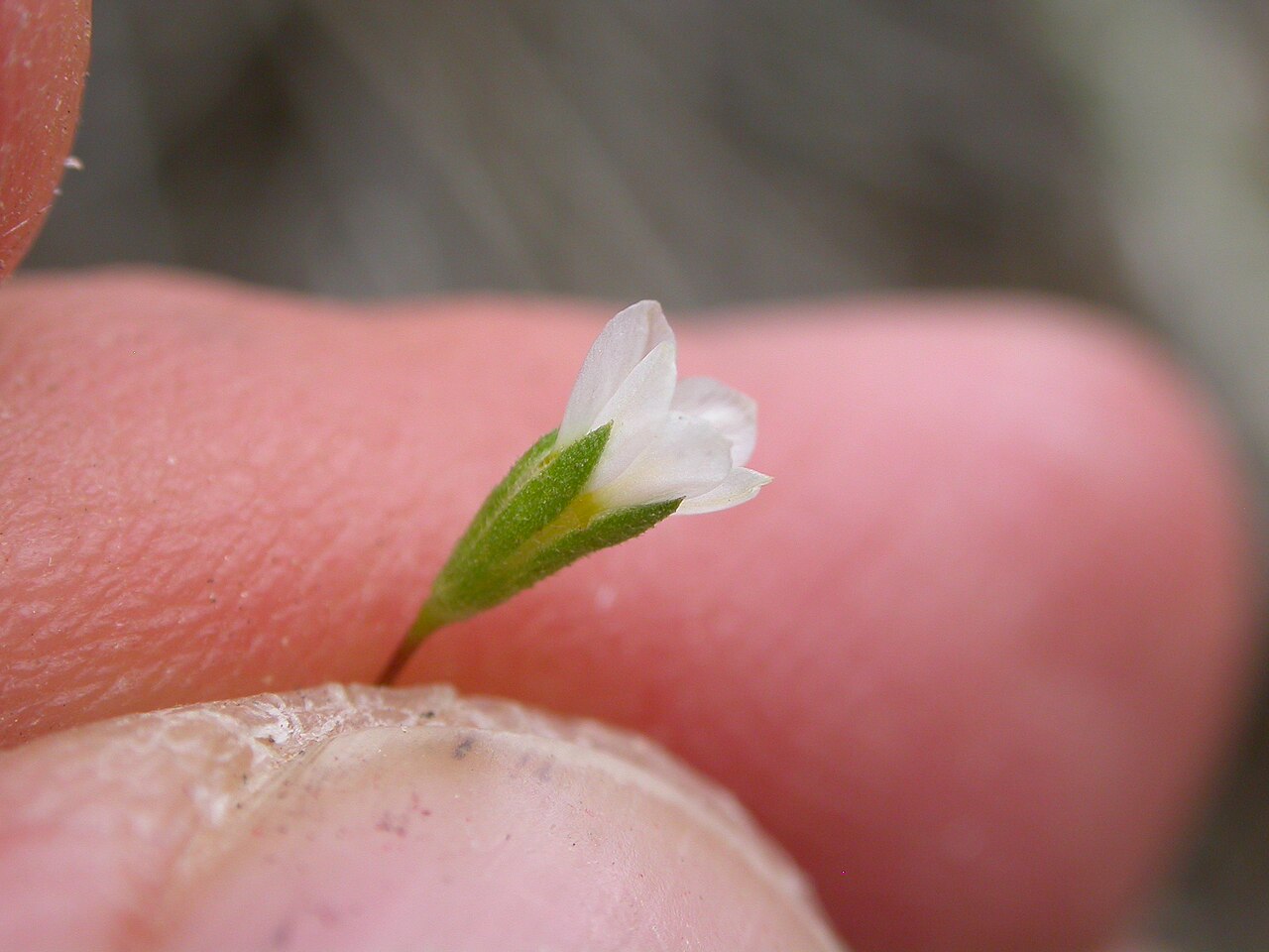 Northern linanthus: acute calyx lobes