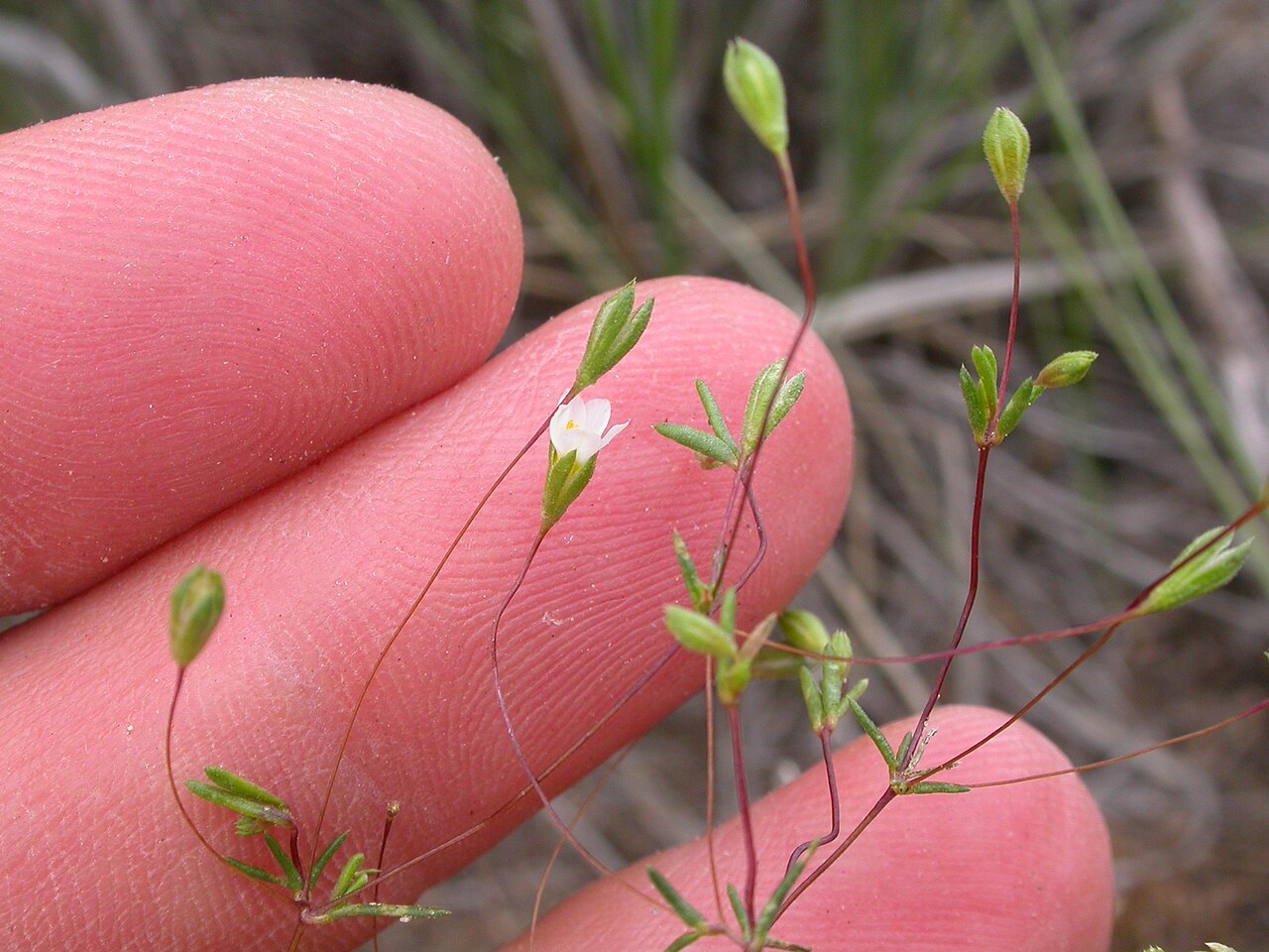 Northern linanthus: long pedicellate flowers