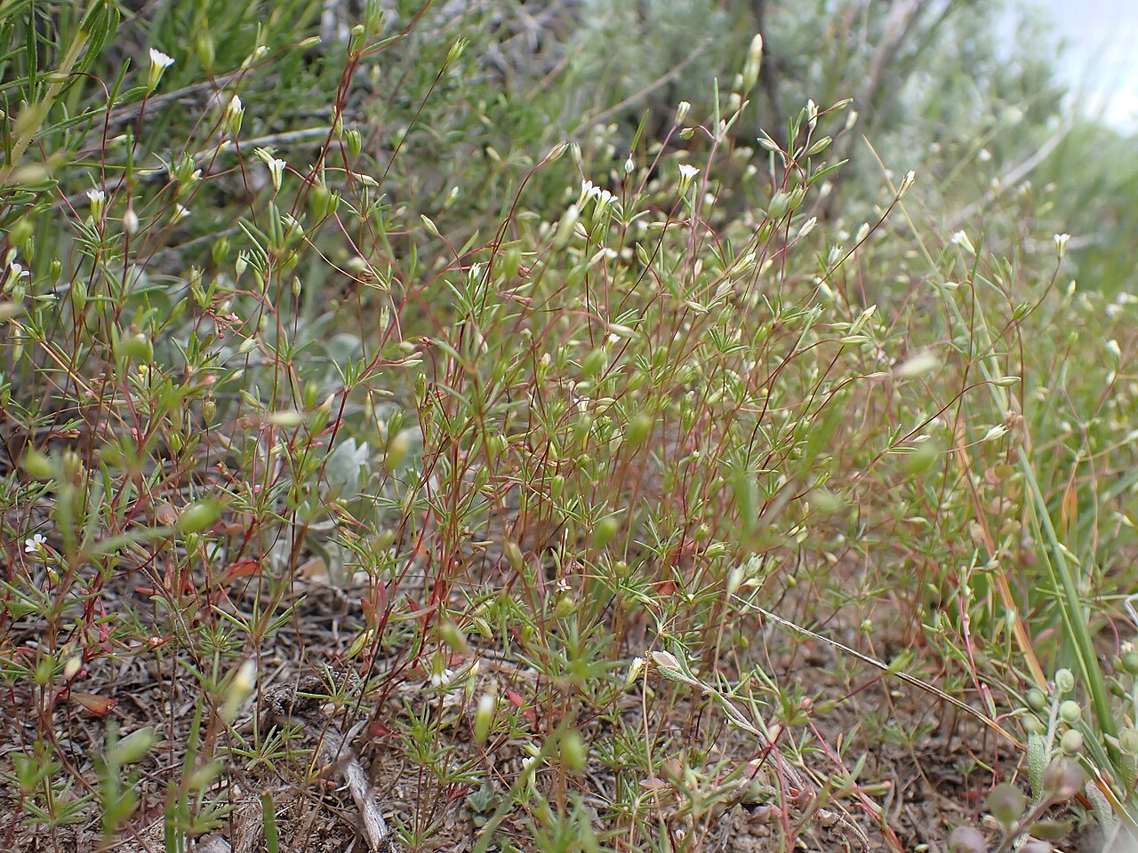Northern linanthus: Linanthus septentrionalis inhabit micro-disturbed sites in the mountain big sagebrush steppe along Reservoir Creek Road, west of Bannack, Beaverhead County, Mon