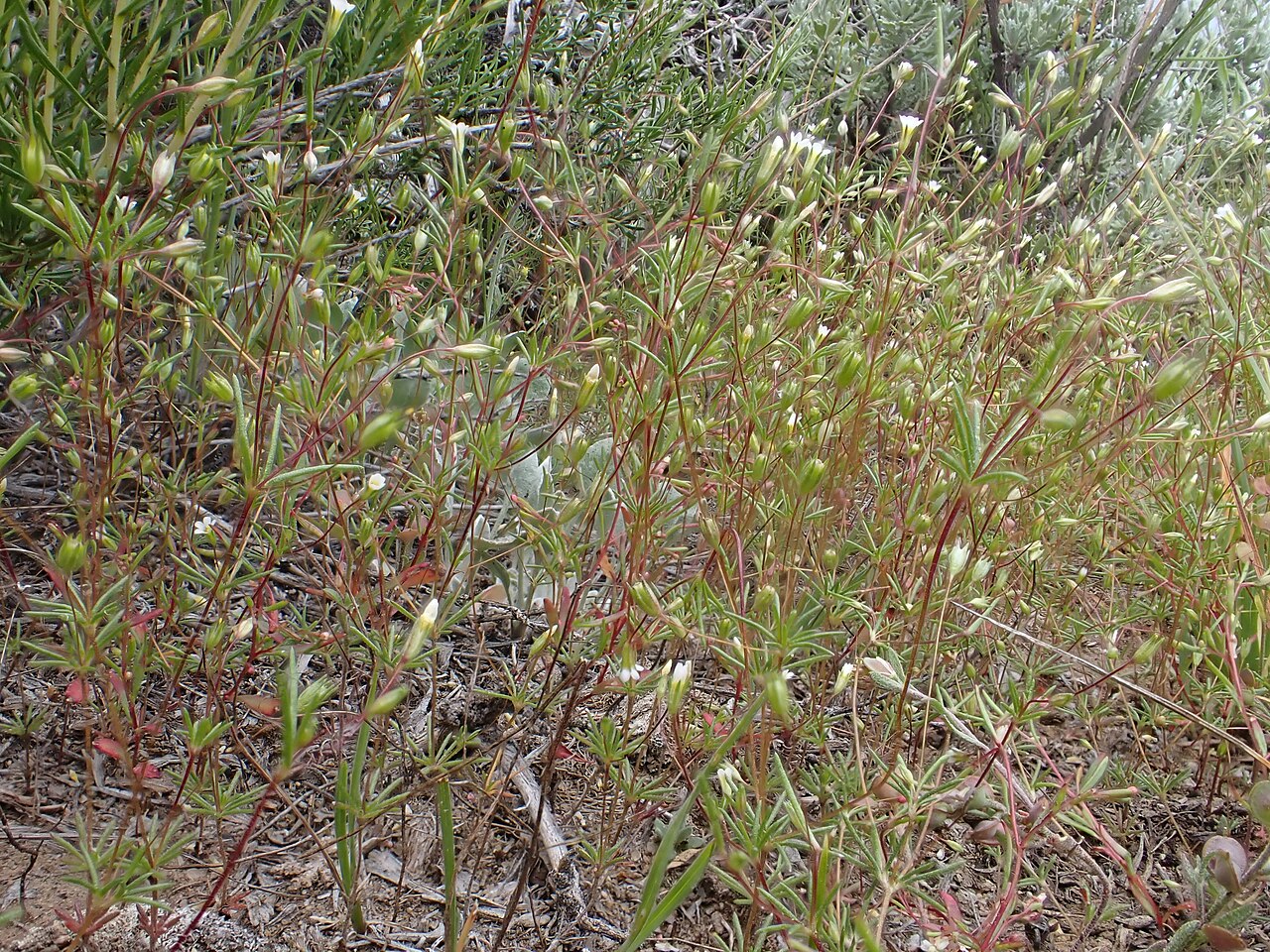 Northern linanthus: Linanthus septentrionalis inhabit micro-disturbed sites in the mountain big sagebrush steppe along Reservoir Creek Road, west of Bannack, Beaverhead County, Mon