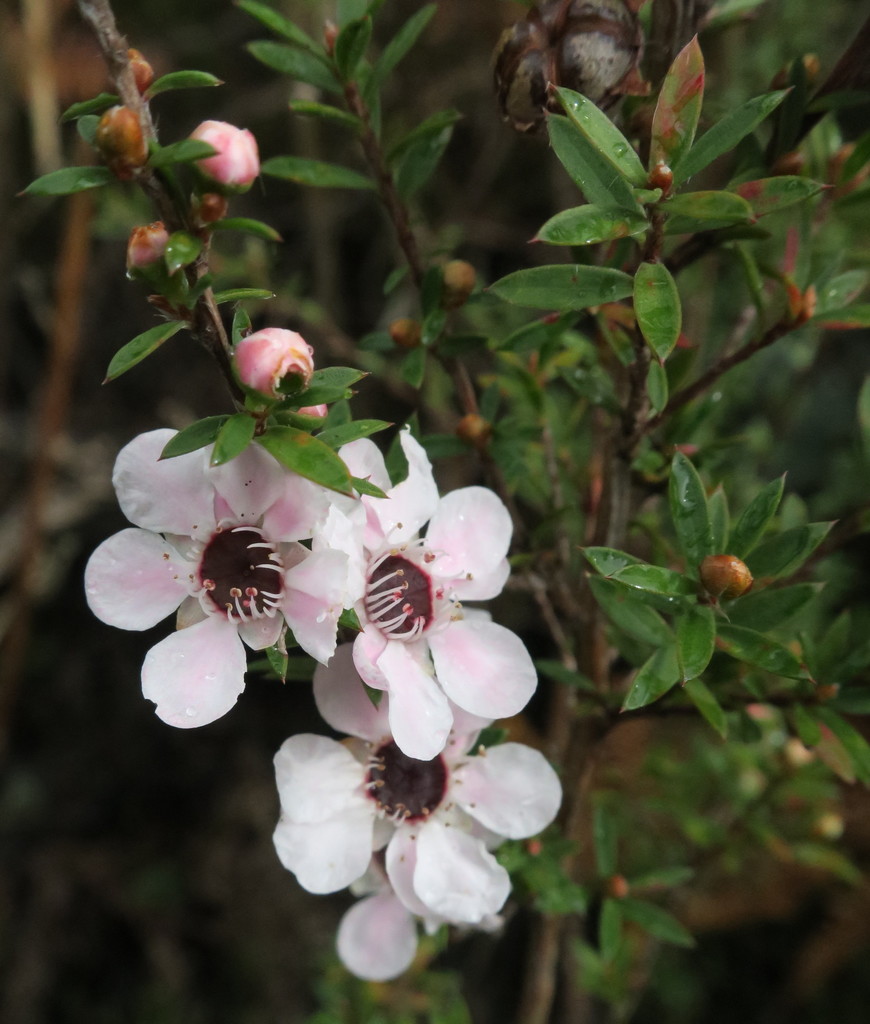 Broom teatree (Leptospermum scoparium)