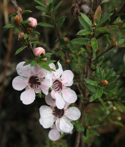 Broom teatree
