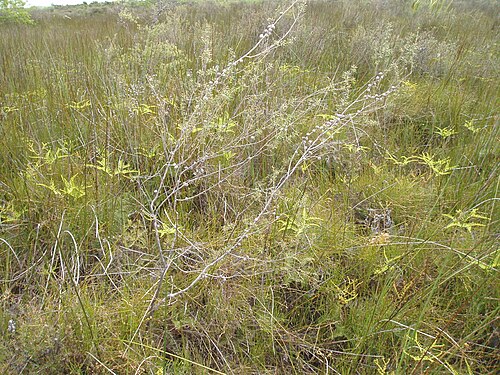Broom teatree (Leptospermum scoparium)
