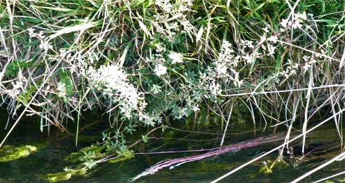 Broom teatree (Leptospermum scoparium)