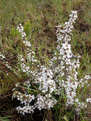 Broom teatree (Leptospermum scoparium)