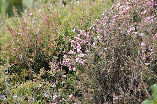 Broom teatree: Mānuka ( Leptospermum scoparium ) growing at Cape Reinga. Cape Reinga is generally considered the separation marker between the Tasman Sea to the west and the P