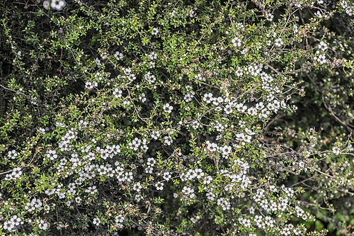 Broom teatree: Leptospermum scoparium near Lake Wanaka in Otago Region, South Island of New Zealand