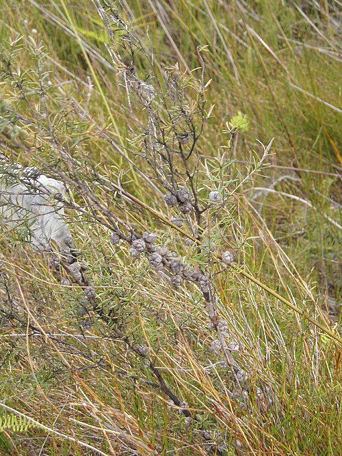 Broom teatree (Leptospermum scoparium)