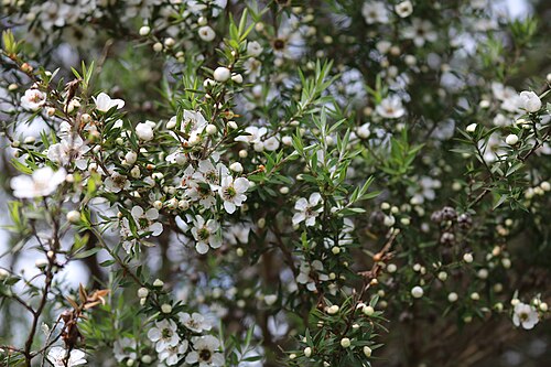 Broom teatree: Flowers and foliage of the mānuka ( Leptospermum scoparium ). Taken in Hooton Reserve, Albany , Auckland.
