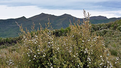 Broom teatree: Manuka bush flowers, Silver Peaks, Dunedin, Otago, New Zealand
