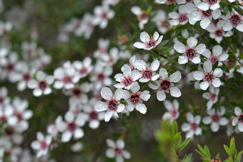 Broom teatree (Leptospermum scoparium)