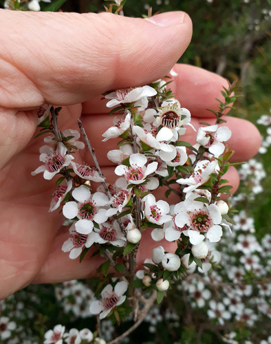 Broom teatree (Leptospermum scoparium)