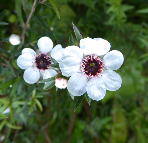Broom teatree (Leptospermum scoparium)