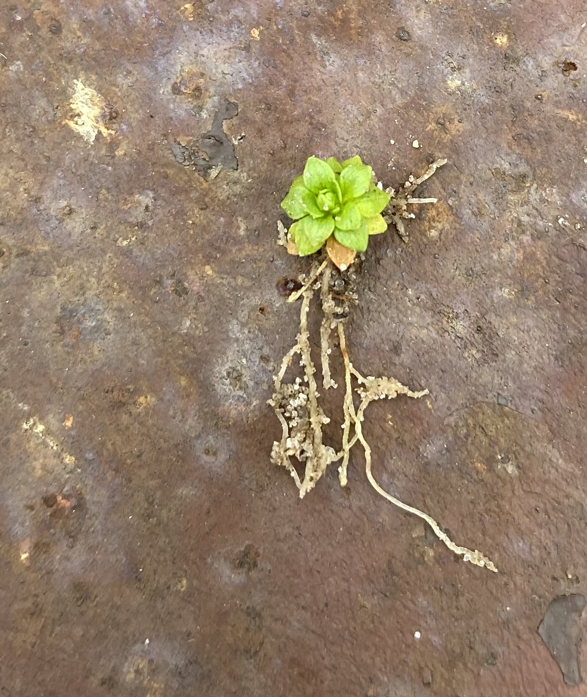 Petiteplant: Little people, Van Zandt County, February 2022