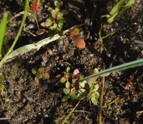 Petiteplant: Fotos tomadas sobre arena húmeda en charcas ocasionales cercanas al autódromo de El Pinar, departamento de Canelones y sobre dunas húmedas en el Parque Nacional