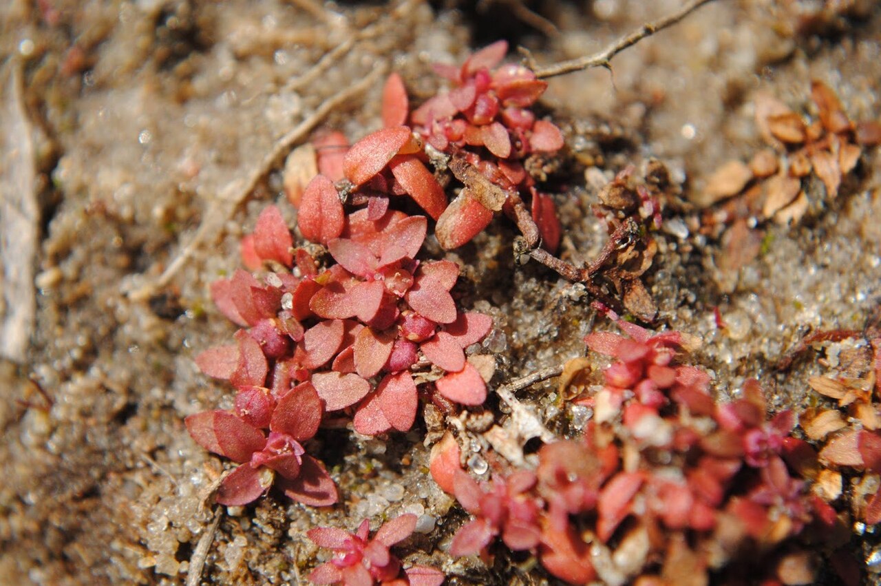 Petiteplant: Fotos tomadas sobre arena húmeda en charcas ocasionales cercanas al autódromo de El Pinar, departamento de Canelones y sobre dunas húmedas en el Parque Nacional