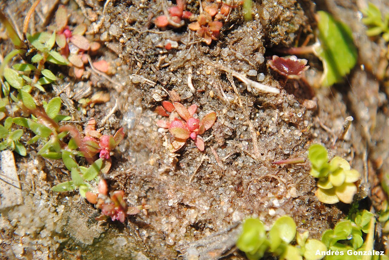 Petiteplant: Fotos tomadas sobre arena húmeda en charcas ocasionales cercanas al autódromo de El Pinar, departamento de Canelones y sobre dunas húmedas en el Parque Nacional