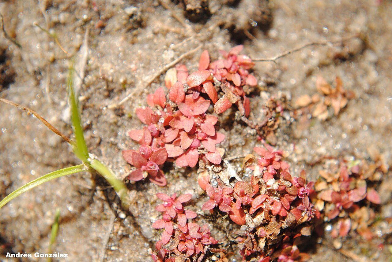 Petiteplant: Fotos tomadas sobre arena húmeda en charcas ocasionales cercanas al autódromo de El Pinar, departamento de Canelones y sobre dunas húmedas en el Parque Nacional