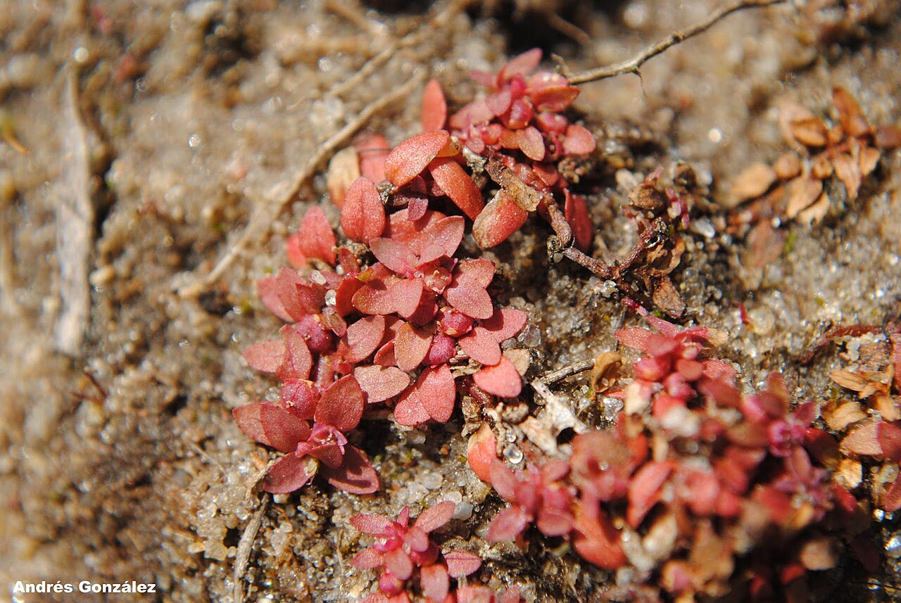 Petiteplant: Fotos tomadas sobre arena húmeda en charcas ocasionales cercanas al autódromo de El Pinar, departamento de Canelones y sobre dunas húmedas en el Parque Nacional