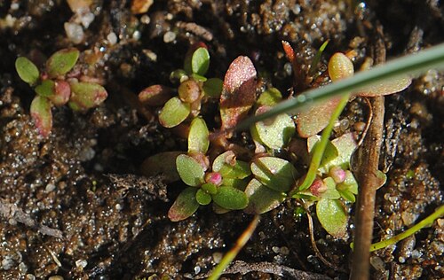Petiteplant: Fotos tomadas sobre arena húmeda en charcas ocasionales cercanas al autódromo de El Pinar, departamento de Canelones y sobre dunas húmedas en el Parque Nacional