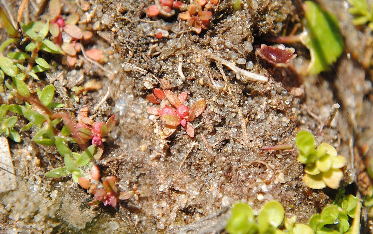 Petiteplant: Fotos tomadas sobre arena húmeda en charcas ocasionales cercanas al autódromo de El Pinar, departamento de Canelones y sobre dunas húmedas en el Parque Nacional