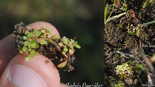 Petiteplant: Fotos tomadas sobre arena húmeda en charcas ocasionales cercanas al autódromo de El Pinar, departamento de Canelones y sobre dunas húmedas en el Parque Nacional