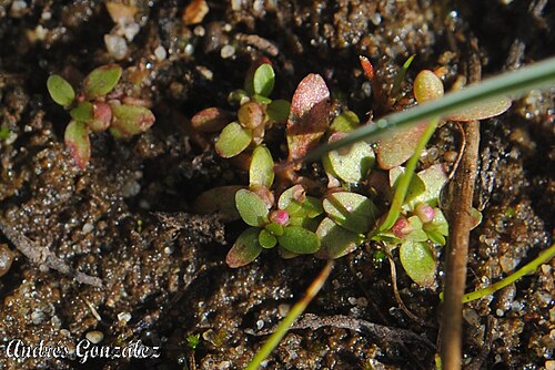Petiteplant: Fotos tomadas sobre arena húmeda en charcas ocasionales cercanas al autódromo de El Pinar, departamento de Canelones y sobre dunas húmedas en el Parque Nacional