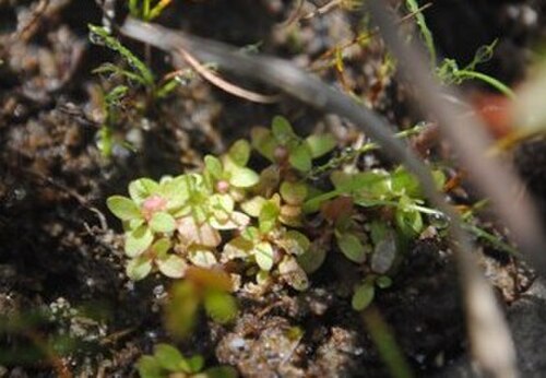 Petiteplant: Fotos tomadas sobre arena húmeda en charcas ocasionales cercanas al autódromo de El Pinar, departamento de Canelones y sobre dunas húmedas en el Parque Nacional