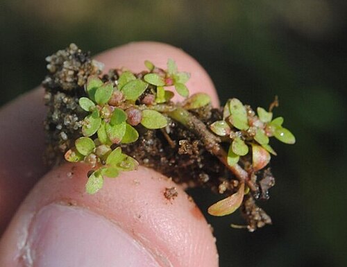Petiteplant: Fotos tomadas sobre arena húmeda en charcas ocasionales cercanas al autódromo de El Pinar, departamento de Canelones y sobre dunas húmedas en el Parque Nacional